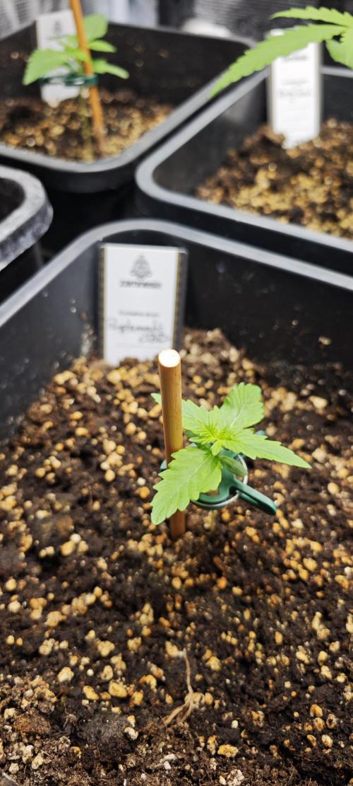 Königlicher CBD Grow. Week 3 - Purplematic 