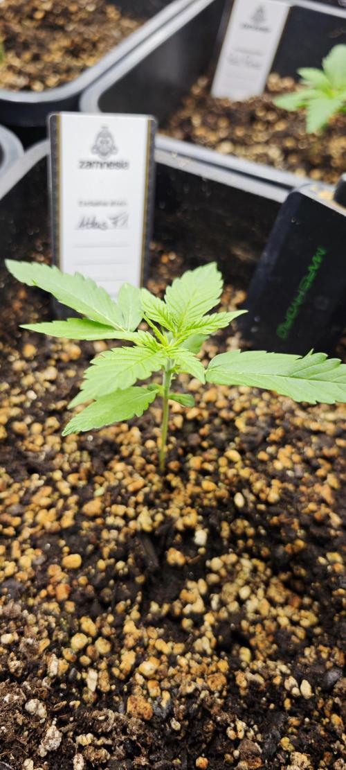 Königlicher CBD Grow. Week 3 - Atlas bleibt Platzhirsch, ist abernicht höher, als die Solomatic. 9cm