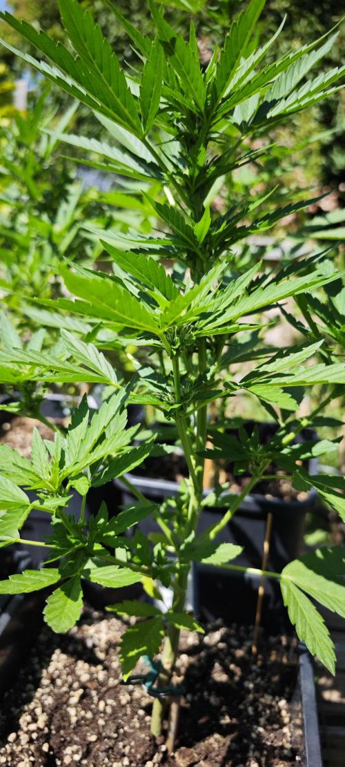 Lila Laune Grow (Sidegrow 2). Week 7