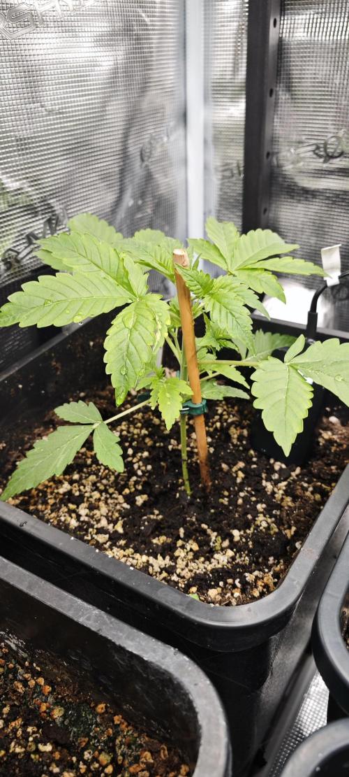 CBD CBD CBD. Week 4