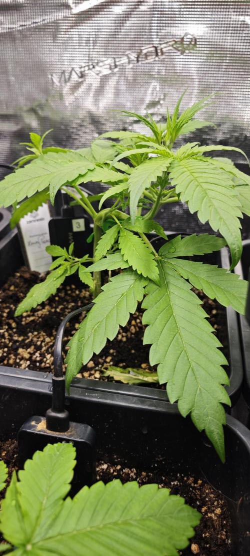 CBD CBD CBD. Week 4