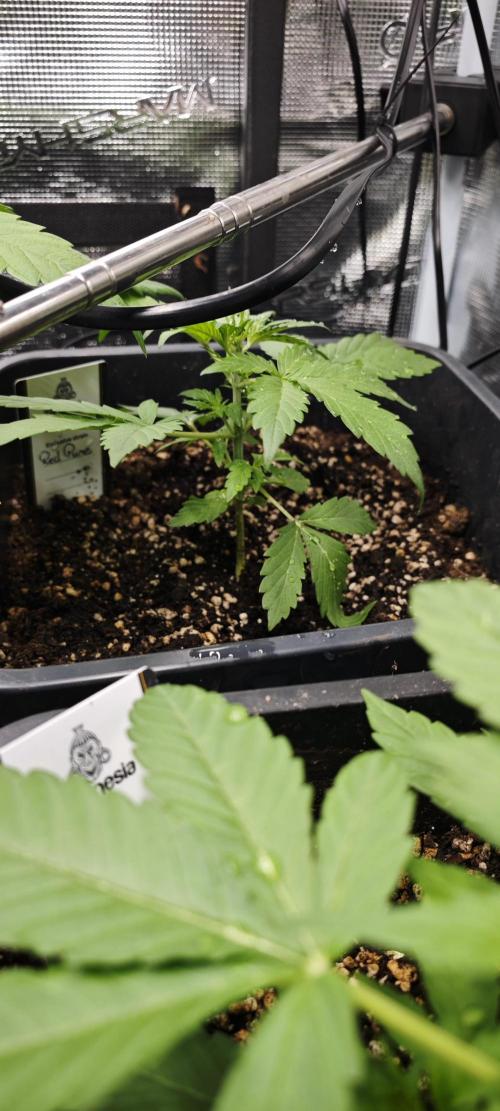 CBD CBD CBD. Week 4