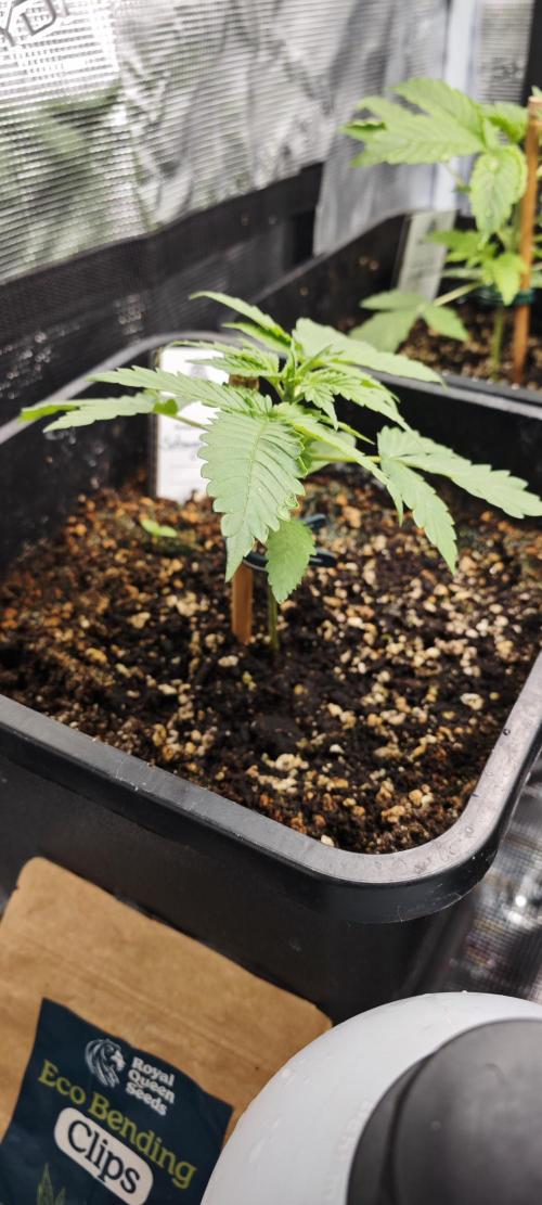 Königlicher CBD Grow. Week 4