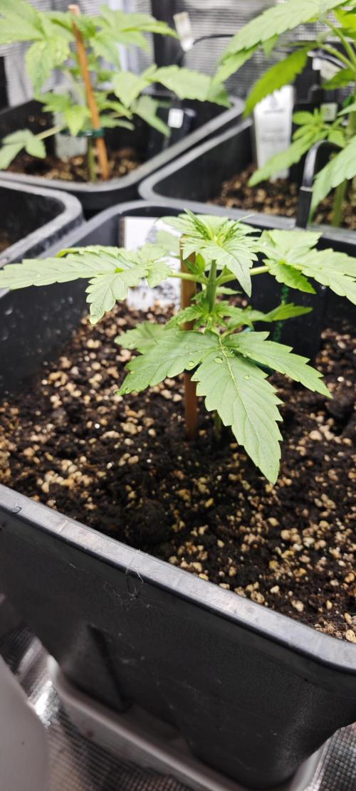 Königlicher CBD Grow. Week 4