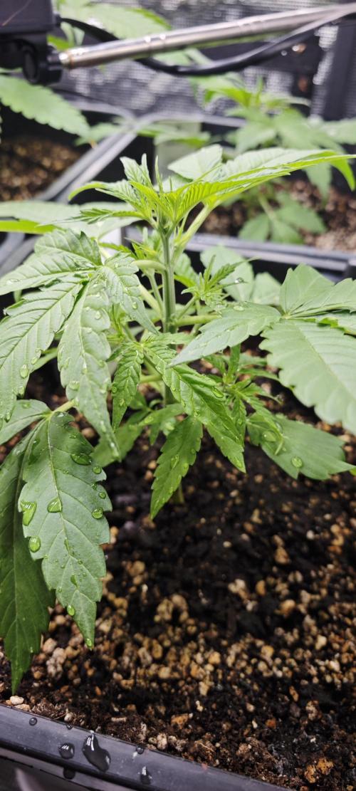 Königlicher CBD Grow. Week 4