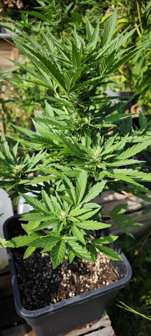 Lila Laune Grow (Sidegrow 2). Week 8