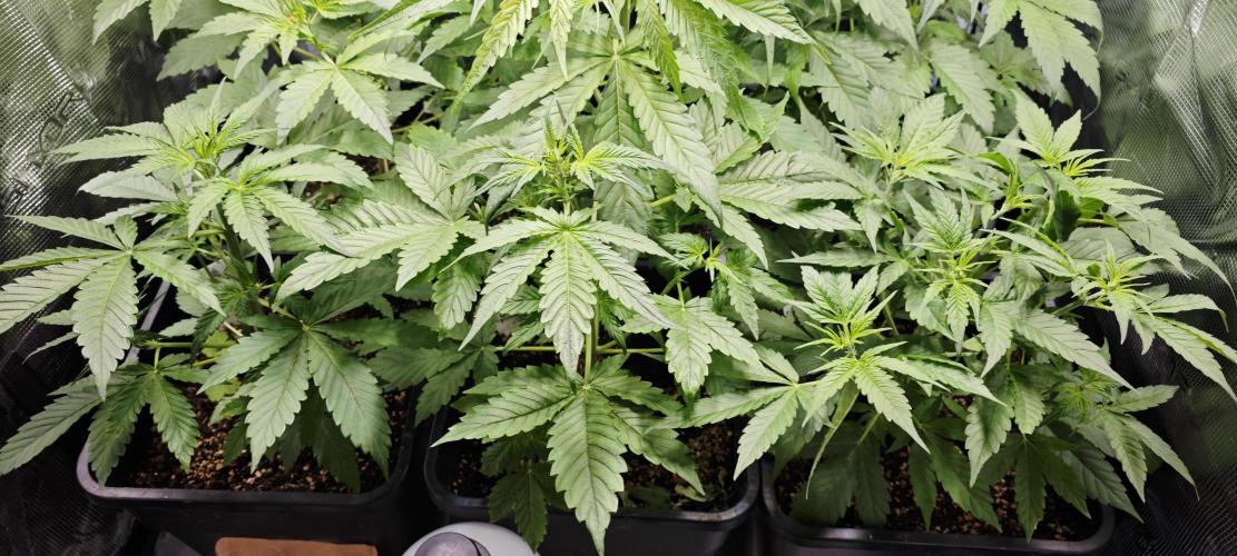 CBD CBD CBD. Week 5 - Sieht mehr aus, wie Wald