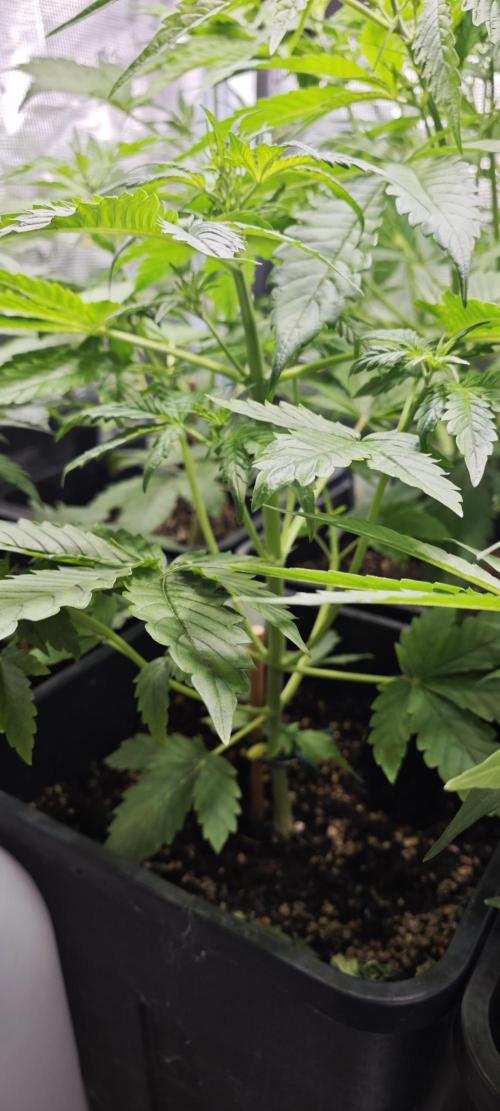CBD CBD CBD. Week 5