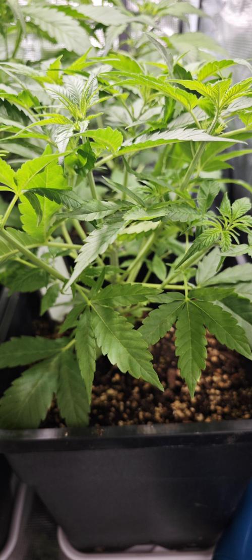 CBD CBD CBD. Week 5