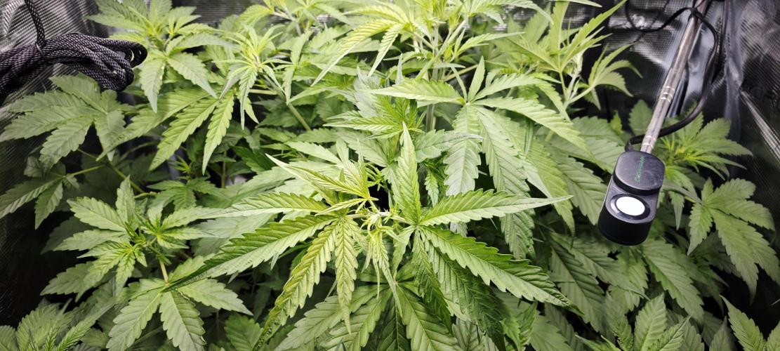 Königlicher CBD Grow. Week 5