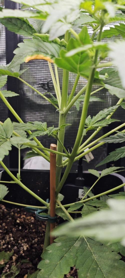 Königlicher CBD Grow. Week 5