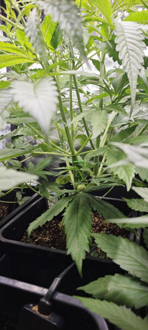 Königlicher CBD Grow. Week 5