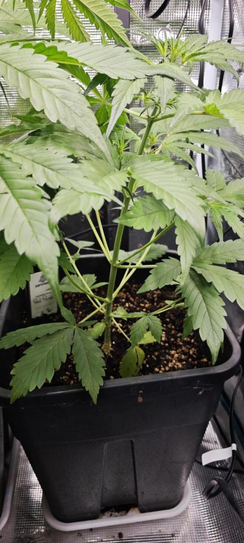 Königlicher CBD Grow. Week 5
