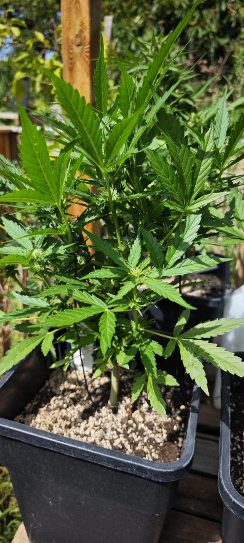 Lila Laune Grow (Sidegrow 2). Week 9 - Violet Face