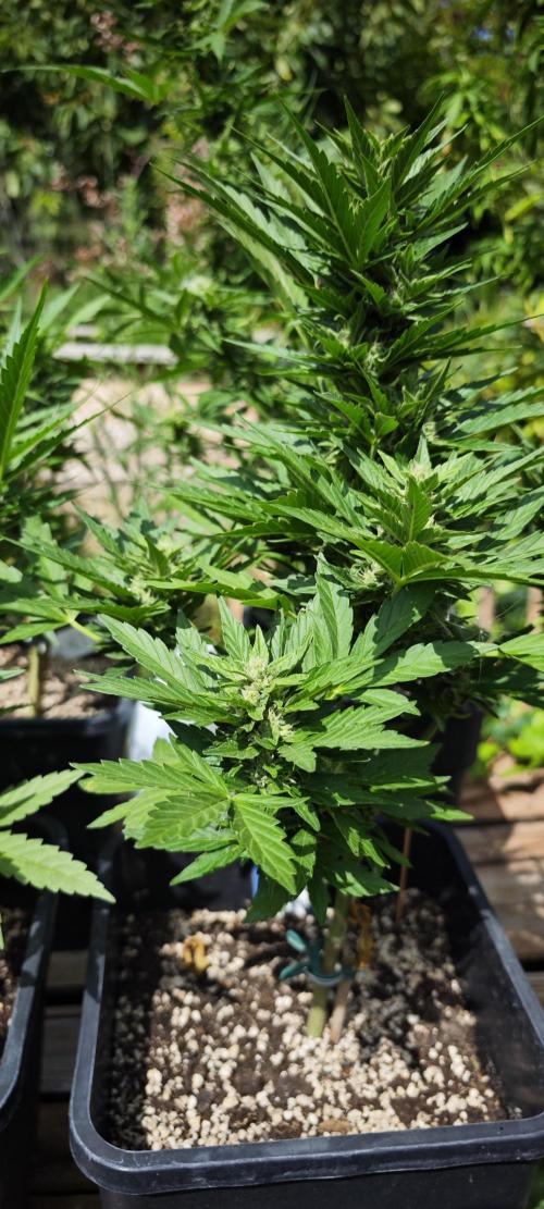 Lila Laune Grow (Sidegrow 2). Week 9 - Ye olde Steve Urkle