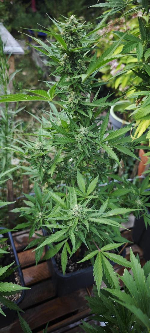 Crazy mix. Week 12