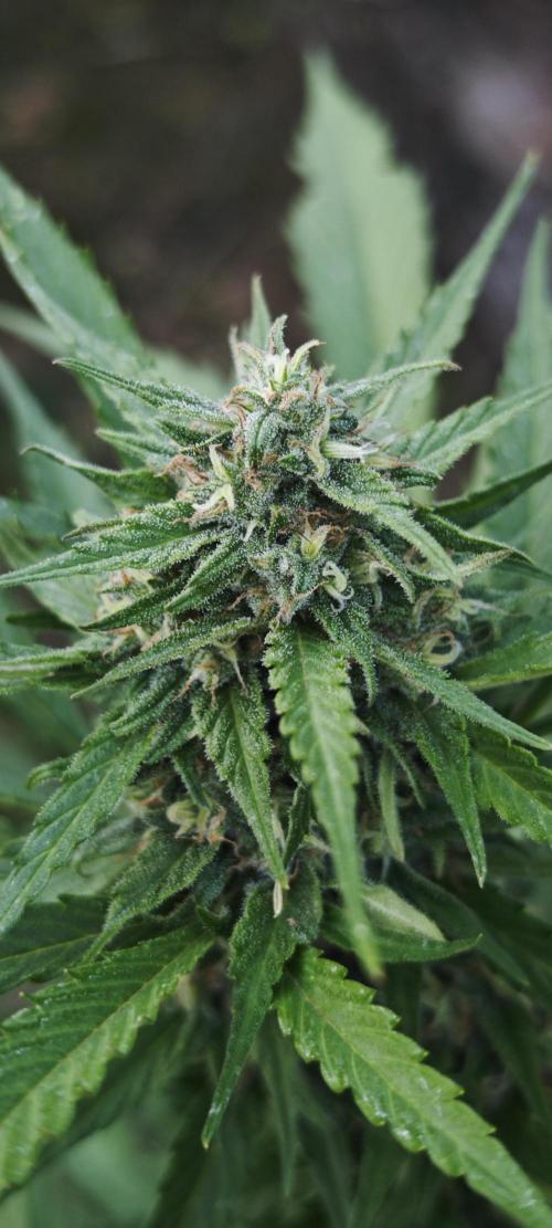 Crazy mix. Week 12