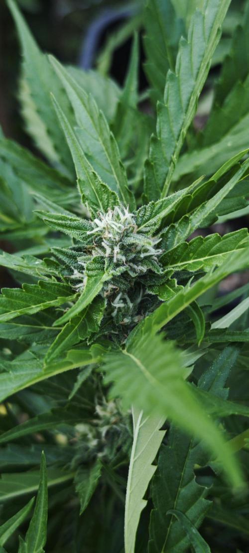 Lila Laune Grow (Sidegrow 2). Week 10