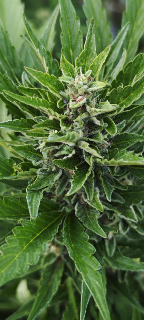 Lila Laune Grow (Sidegrow 2). Week 10
