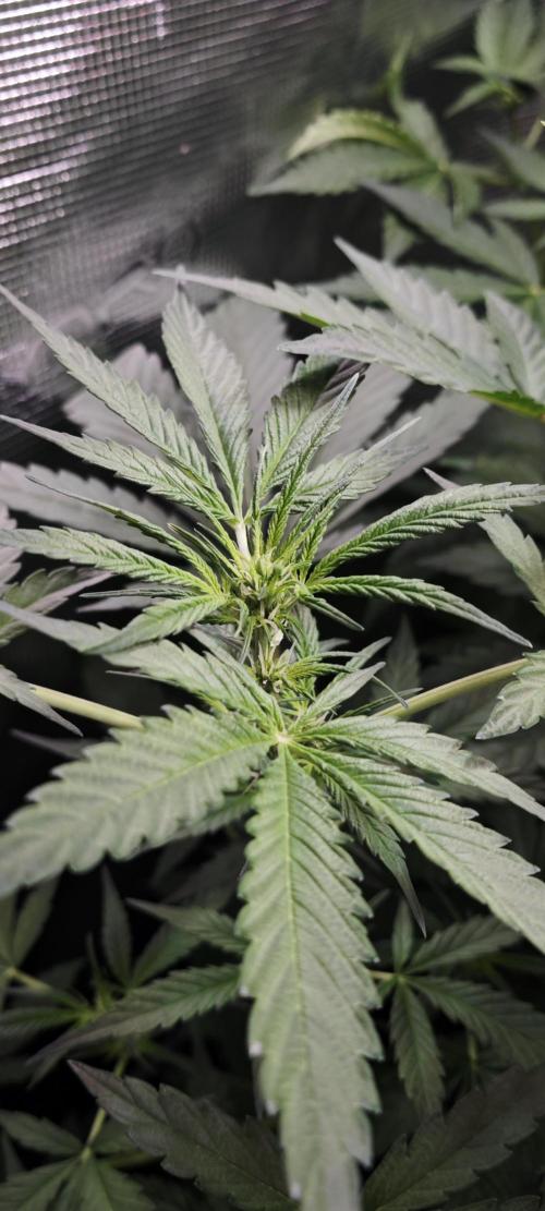 Königlicher CBD Grow. Week 6