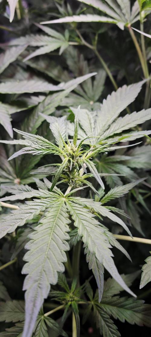 Königlicher CBD Grow. Week 6