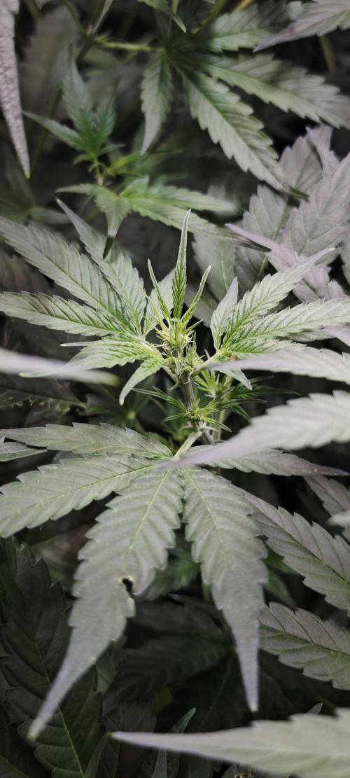 Königlicher CBD Grow. Week 6