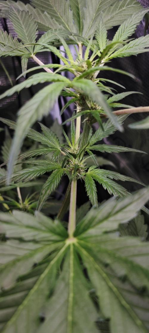 CBD CBD CBD. Week 6