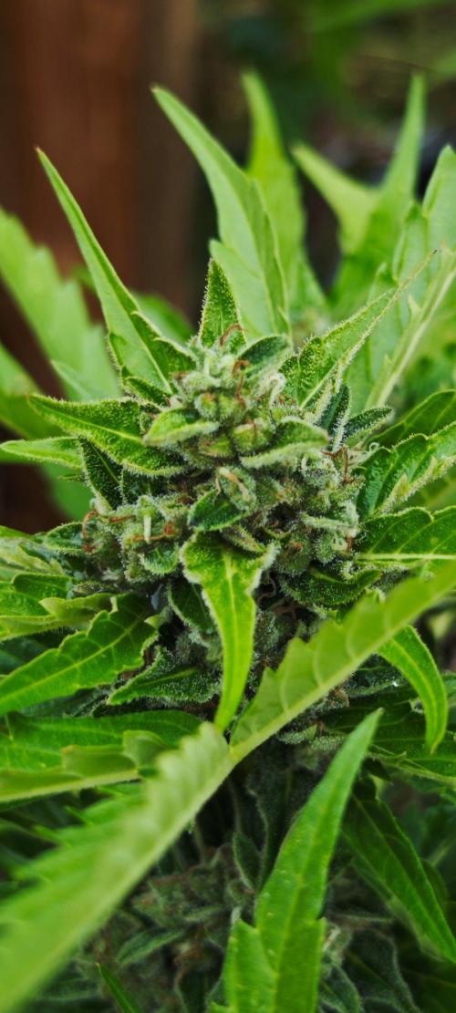 Lila Laune Grow (Sidegrow 2). Week 12