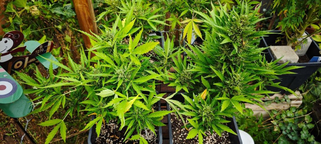 Lila Laune Grow (Sidegrow 2). Week 12