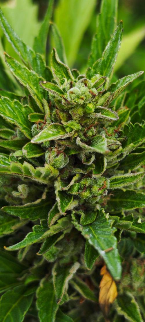 Lila Laune Grow (Sidegrow 2). Week 12