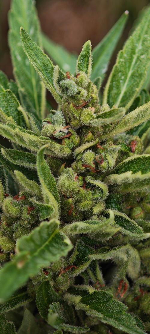 All-Mix. Week 14