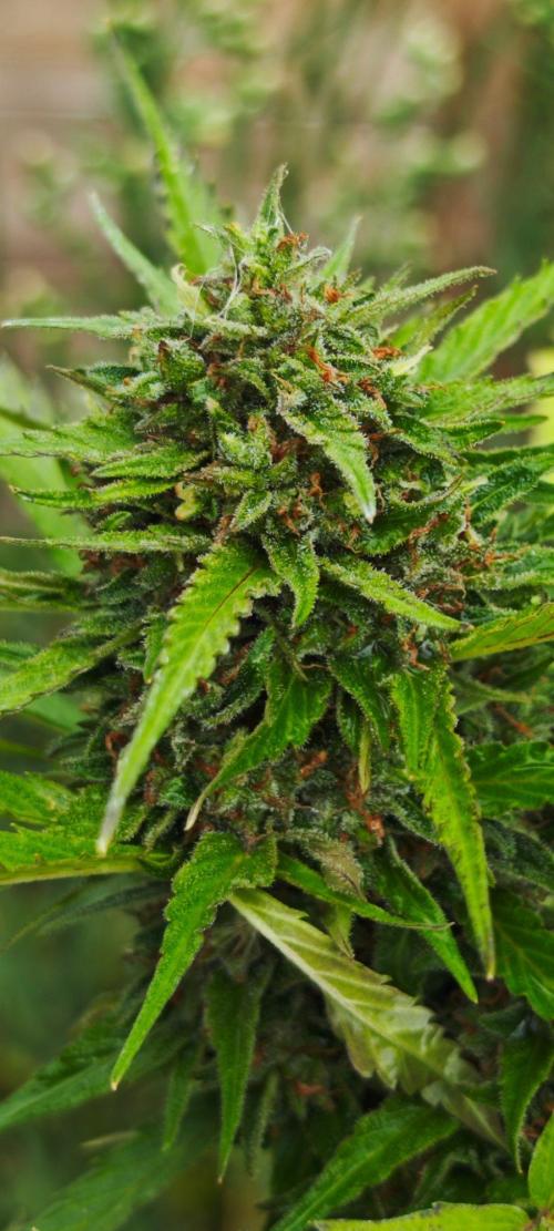 Crazy mix. Week 14 - Herrlich