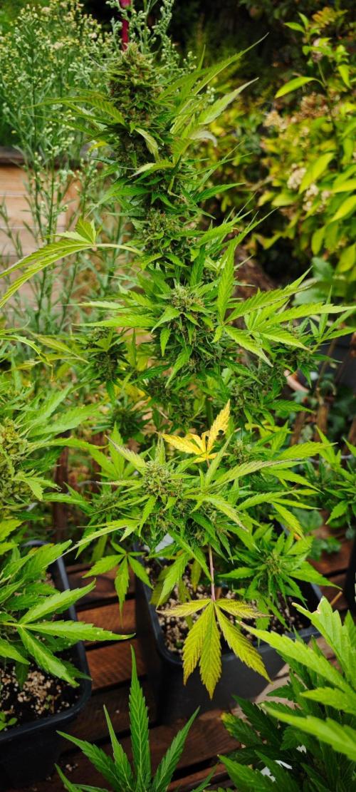 Crazy mix. Week 14