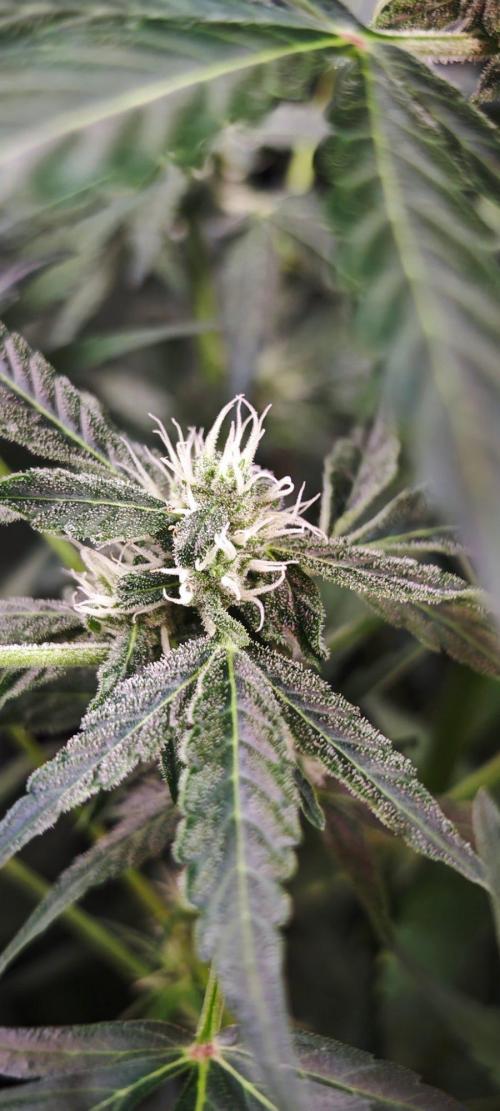 CBD CBD CBD. Week 8
