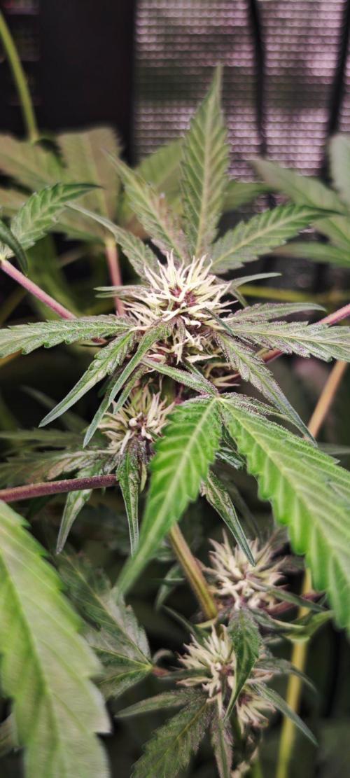 CBD CBD CBD. Week 8