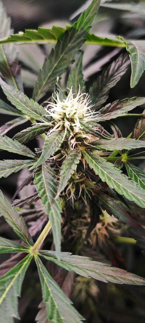 Königlicher CBD Grow. Week 8