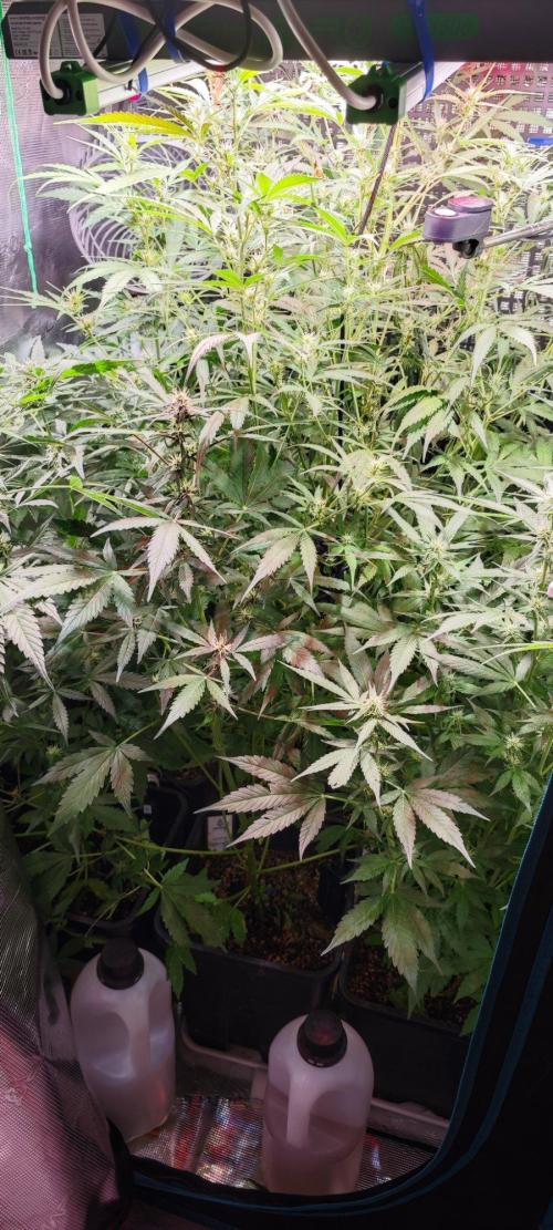 Königlicher CBD Grow. Week 8
