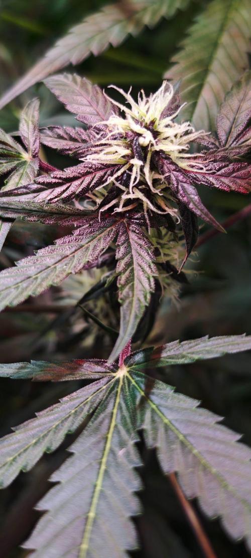 Königlicher CBD Grow. Week 8 - Sie purplet