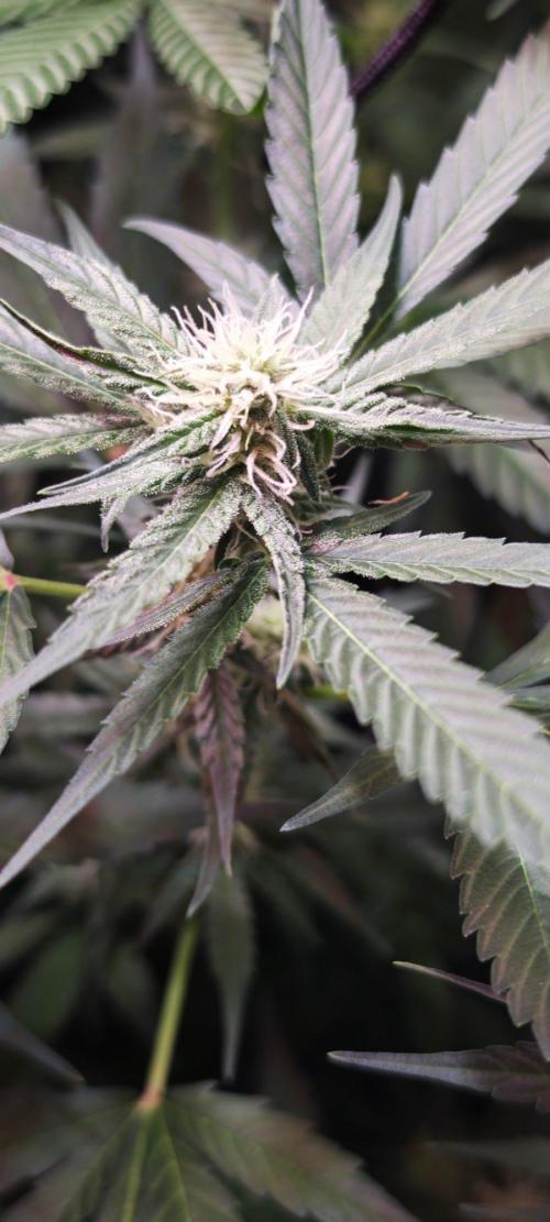 Königlicher CBD Grow. Week 8