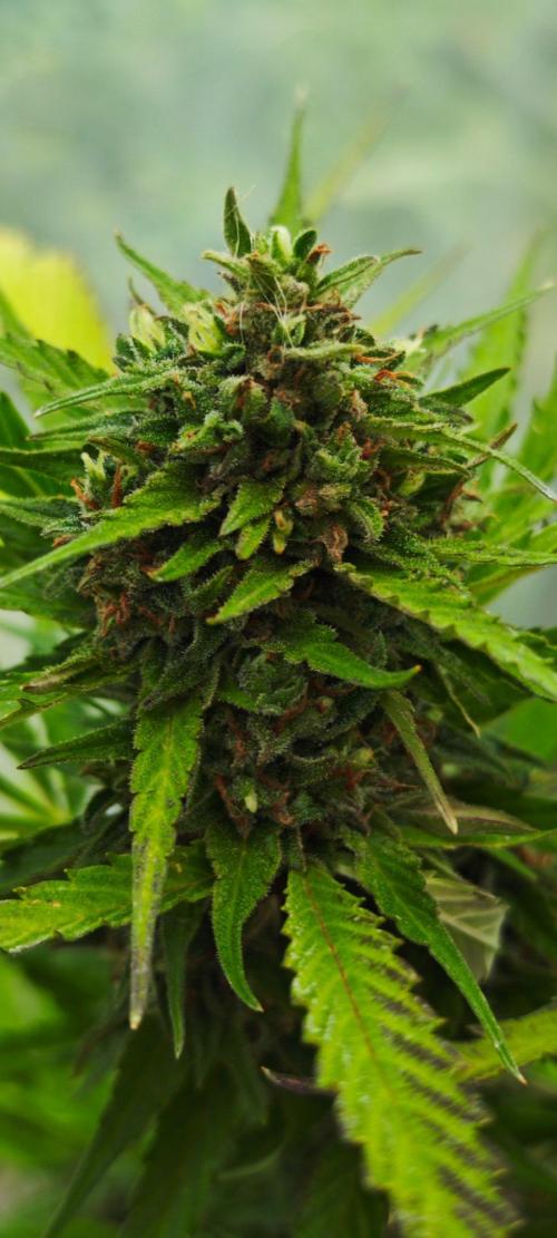 Crazy mix. Week 14