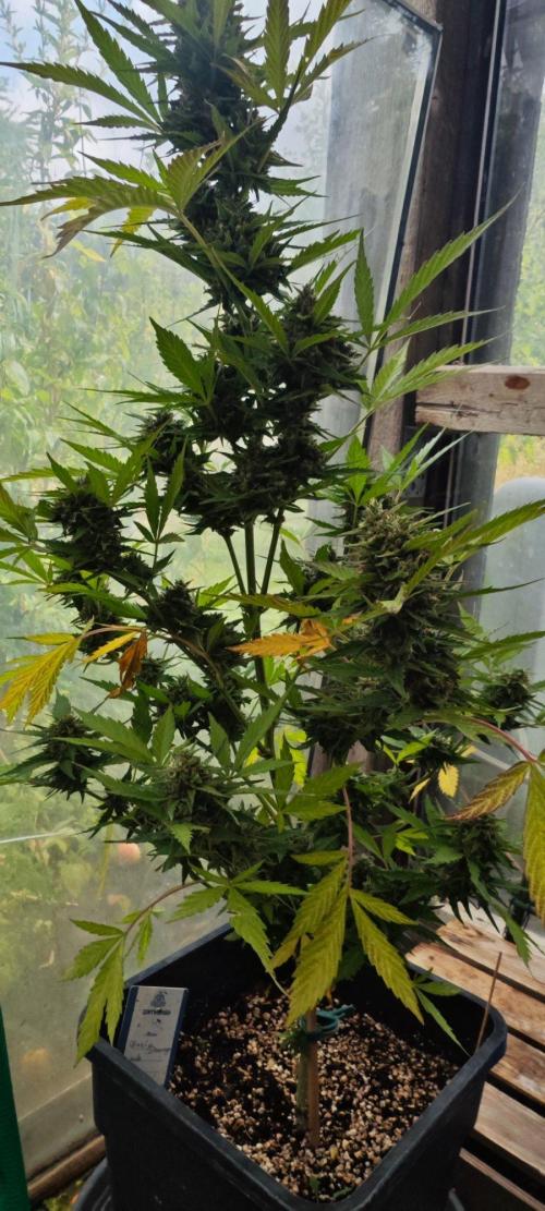 Crazy mix. Week 14