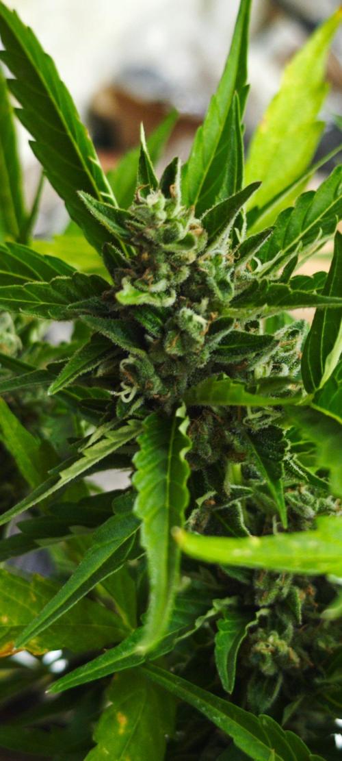 Lila Laune Grow (Sidegrow 2). Week 12