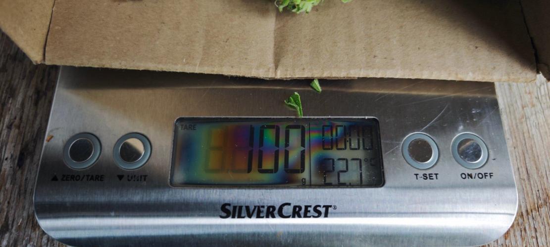 Lila Laune Grow (Sidegrow 2). Week 12