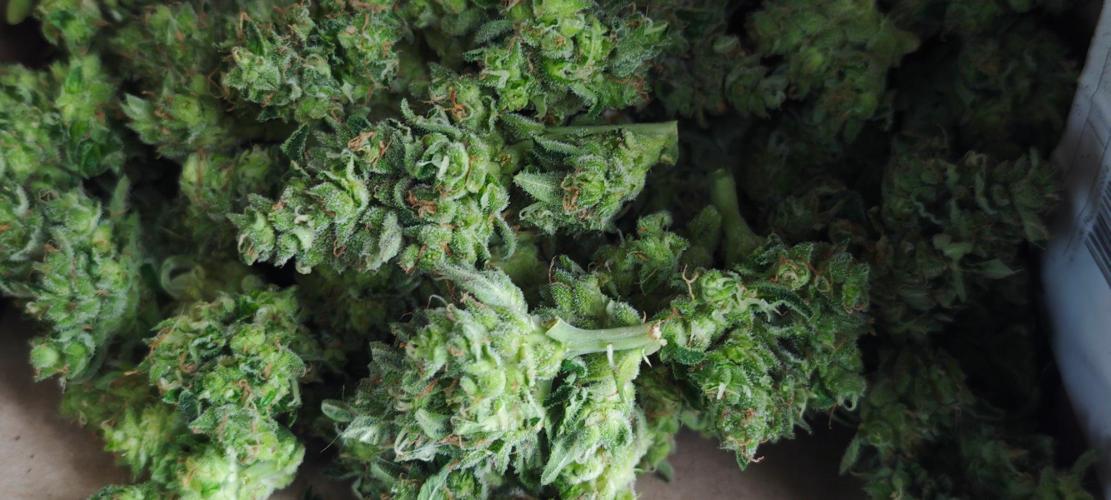 Lila Laune Grow (Sidegrow 2). Week 12