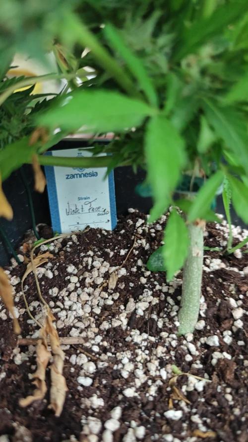 Lila Laune Grow (Sidegrow 2)