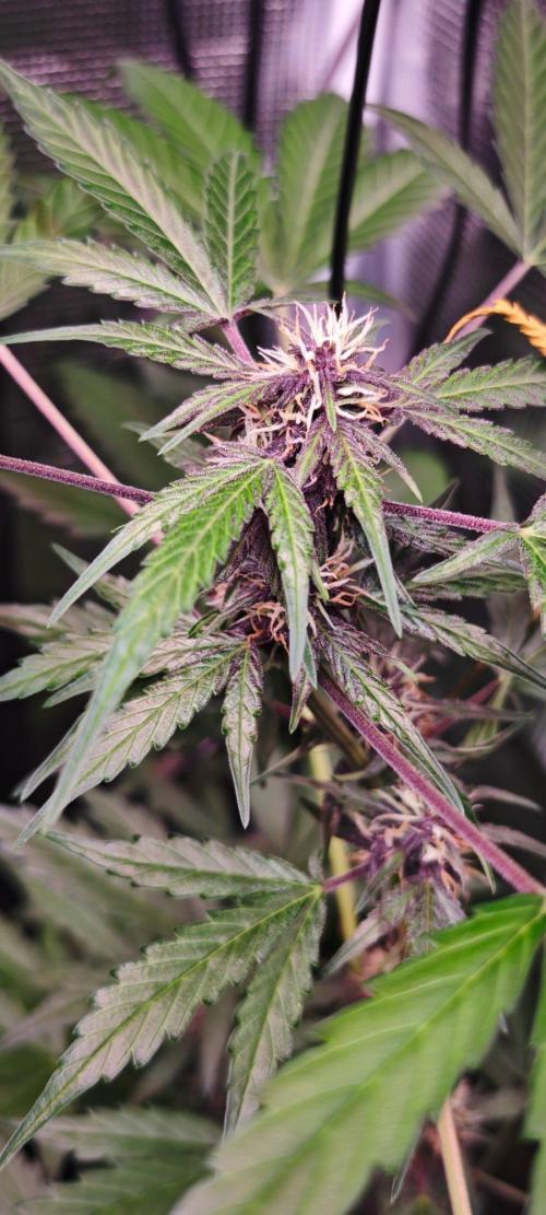 CBD CBD CBD. Week 8 - RED Pure CBD macht ihrem Namen langsam Ehre. 