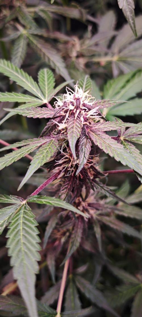 Königlicher CBD Grow. Week 8 - More Purple. Deep Purple! 