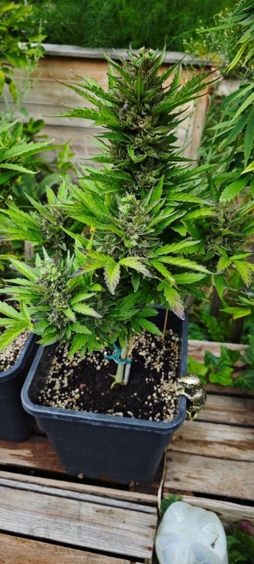 Lila Laune Grow (Sidegrow 2). Week 13 - Fast kein Wachstum