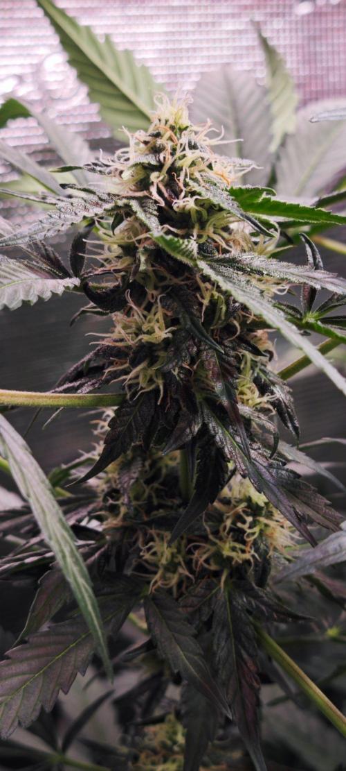 Königlicher CBD Grow. Week 9