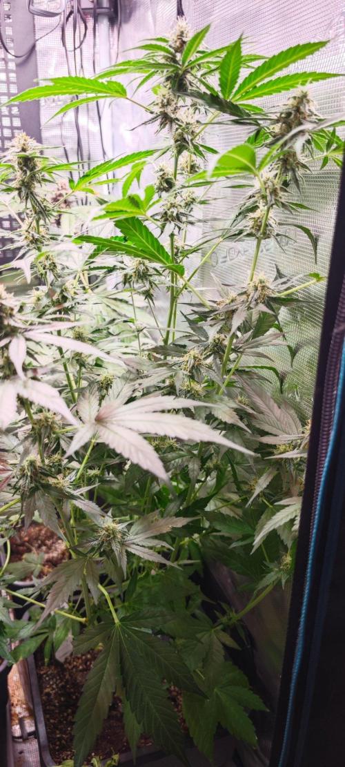 Königlicher CBD Grow. Week 9 - Altas